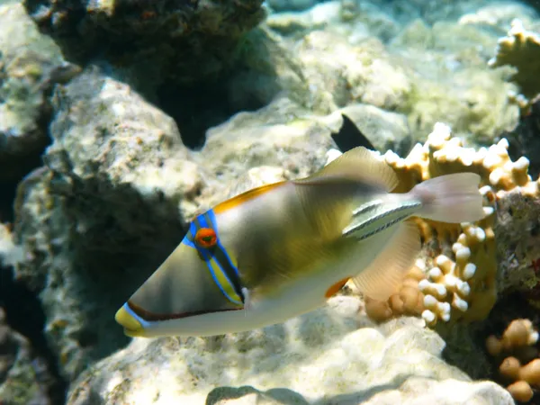 ピカソ ・ トリガーの魚とサンゴ礁 — ストック写真