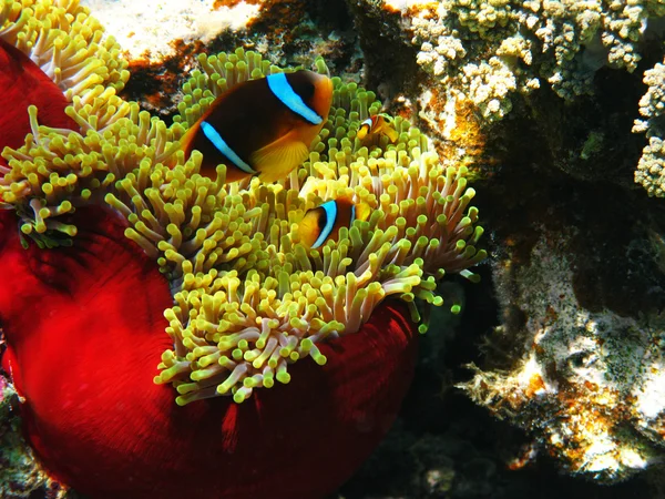 Seeanemonen und zweibändige Clownfische — Stockfoto