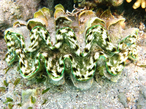 Green maxima clam — Stock Photo, Image