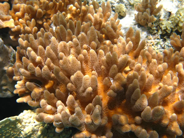 Corales blandos — Foto de Stock
