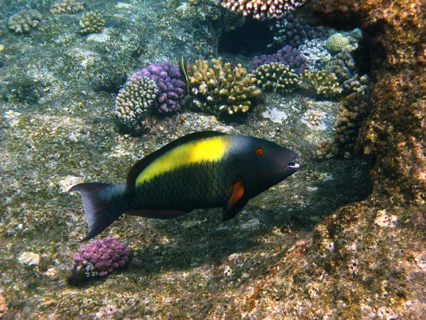 Peixes de papagaio e recifes — Fotografia de Stock