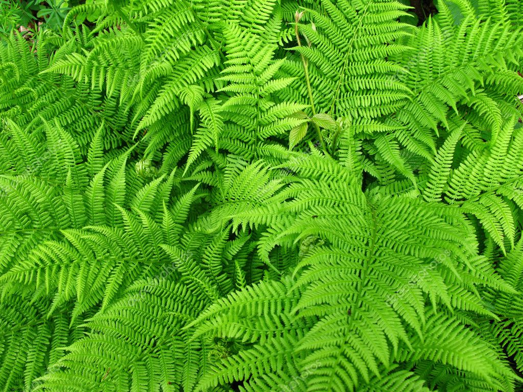 Fern Background — Stock Photo © Vintrom #1154464