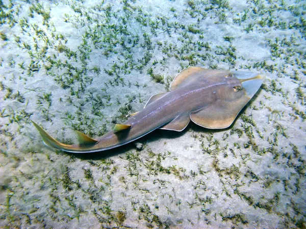 Ράμφος guitarfish — Φωτογραφία Αρχείου