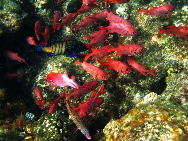 Pinecone soldierfishes and coral reef — Stock Photo, Image