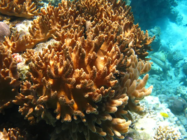 Mjuka koraller i Röda havet — Stockfoto