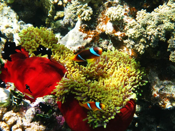 Two-banded clownfishes and sea anemones — Stock Photo, Image