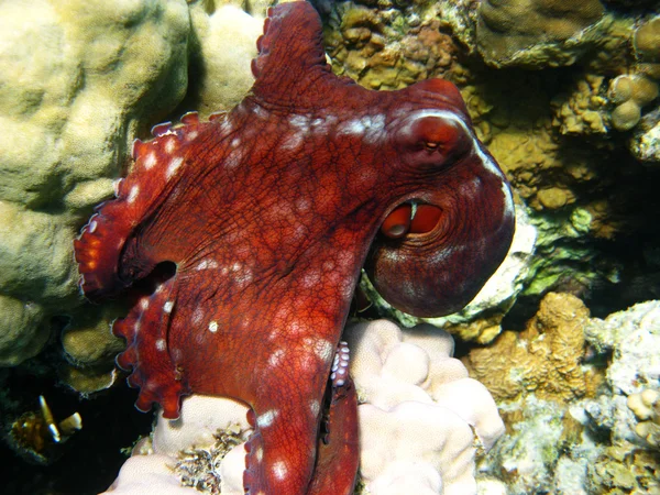 Chobotnice a korál — Stock fotografie