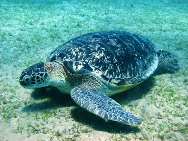 Big sea turtle clipart