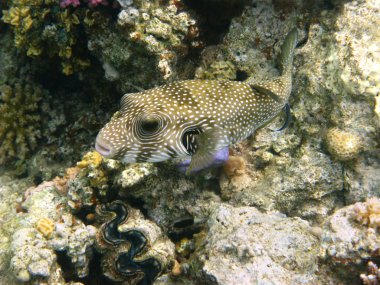 White-spotted puffer and coral reef clipart
