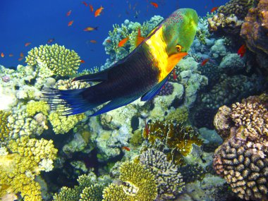 boomtail wrasse ve mercan resifi
