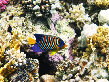 Royal angelfish ve mercan resifi