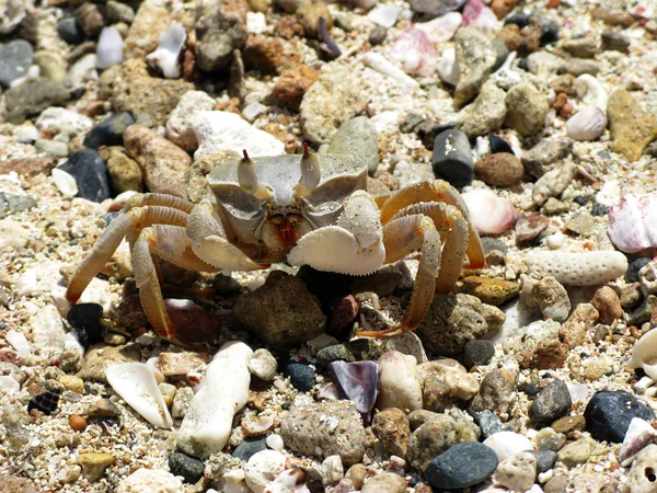 stock image Crab on a beach