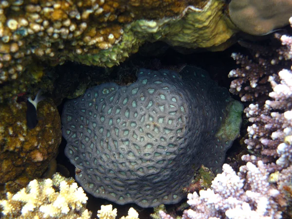 Kamennými korály — Stock fotografie