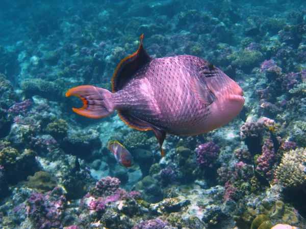Yellowmargin triggerfish en koraal rif — Stockfoto