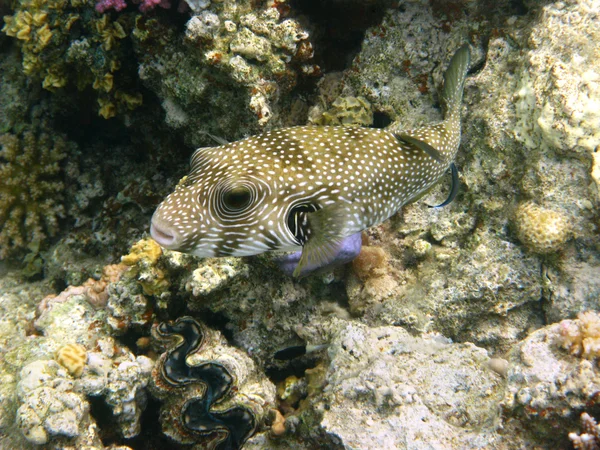 Puffer maculato di bianco e barriera corallina — Foto Stock