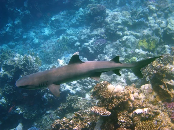 Whitetip resif köpekbalığı ve mercan — Stok fotoğraf