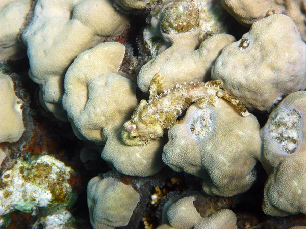 Tassled scorpionfish i koral rafa — Zdjęcie stockowe
