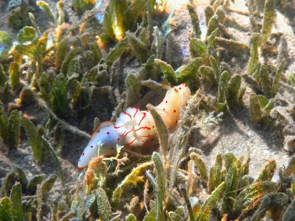 Ceylon gymnodorid in Red sea — Stock Photo, Image