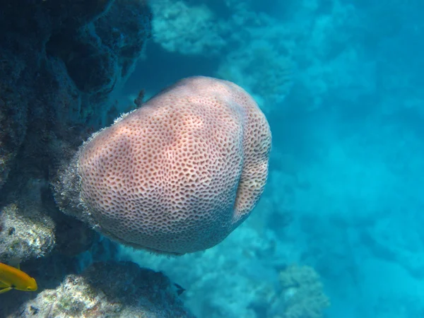 Coral de poro sólido — Foto de Stock