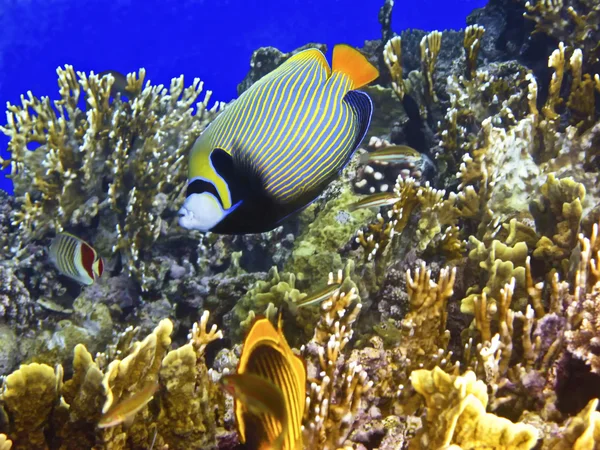 Coral reef and emperor angelfish — Stock Photo, Image