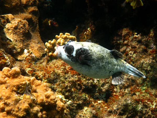 Maskeli kirpi ve mercan resifi — Stok fotoğraf