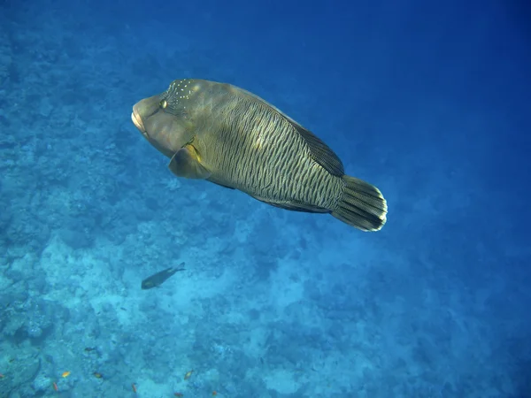 Napoleon wrasse and coral reef — Stock Photo, Image