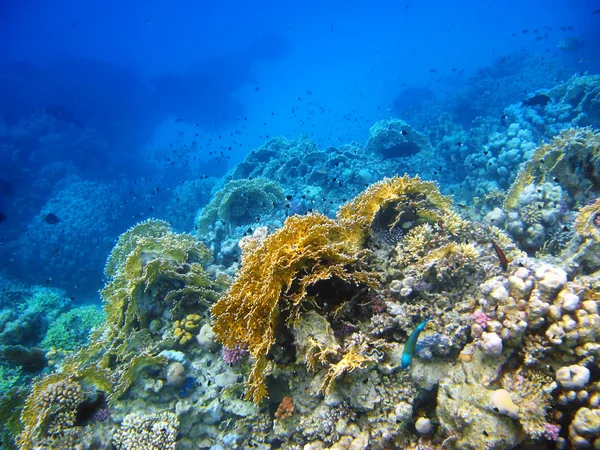 Arrecife de coral en el Mar Rojo, Abu Dabab — Foto de Stock