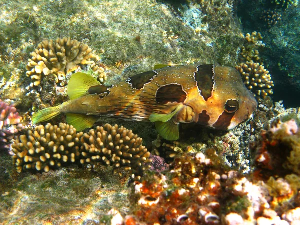 블랙도 porcupinefish와 산호 — 스톡 사진