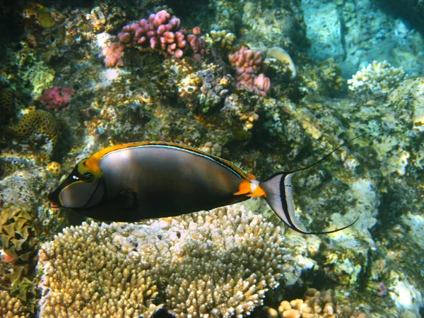 Orangespine 天狗鲷成群游动和礁 — 图库照片