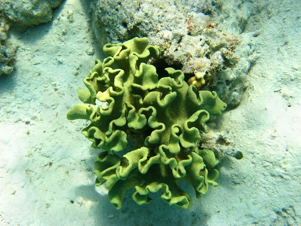 Toadstool mushroom leather coral — Stock Photo, Image
