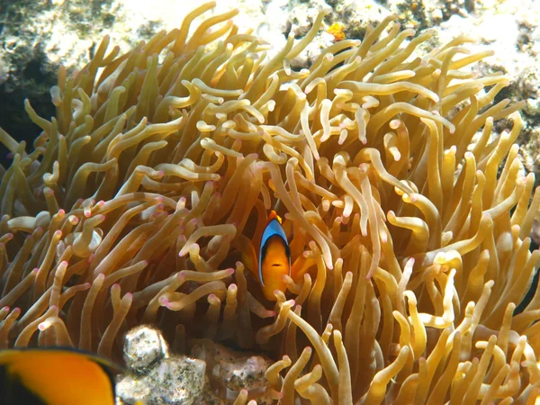 Δύο-κλιμακωτά clownfish και θαλάσσιες ανεμώνες — Φωτογραφία Αρχείου