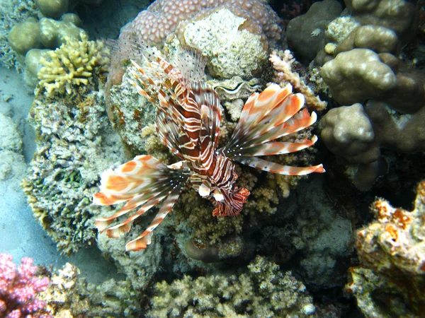 Czerwony lionfish i rafa koralowa — Zdjęcie stockowe