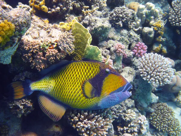 Τιτάν triggerfish και κοράλλια — Φωτογραφία Αρχείου