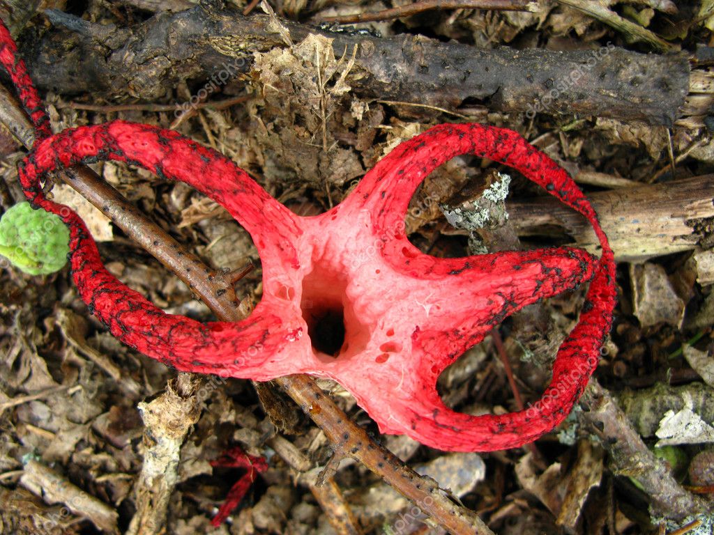 Octopus Stinkhorn — Stock Photo © vintrom 1217678