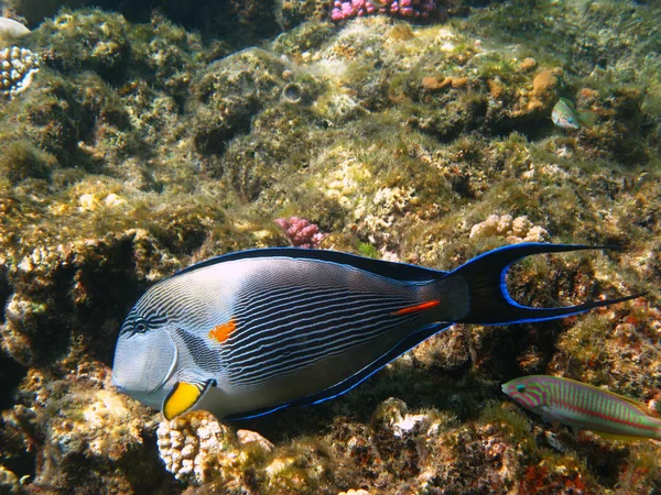 Marcel surgeonfish a reef — Stock fotografie