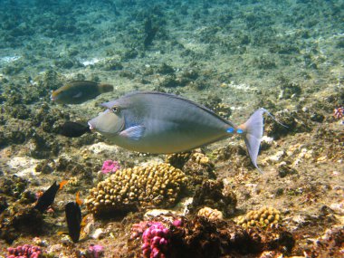 Bluespine unicornfish