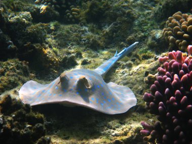 Blue-spotted stingray, Marsa Alam clipart