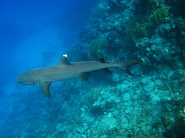 whitetip resif köpekbalığı, marsa alam