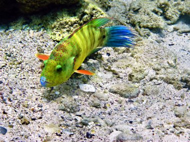 Broomtail wrasse female clipart