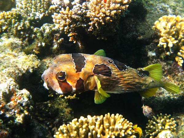 サンゴと黒斑点ハリセンボン — ストック写真