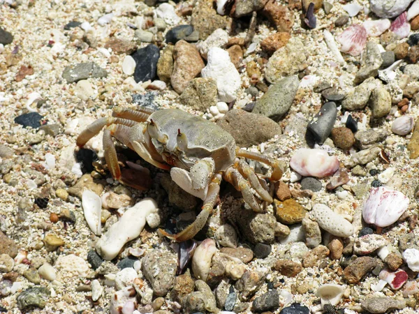 Crab, Abu Dabab — Stock Photo, Image