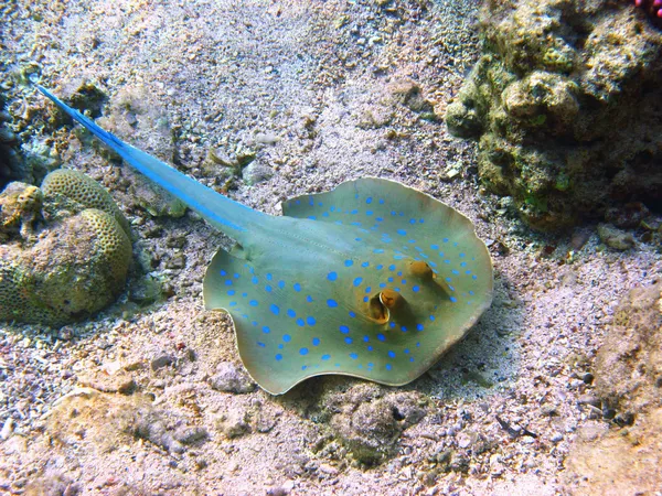 蓝色斑点黄貂鱼和珊瑚 — 图库照片