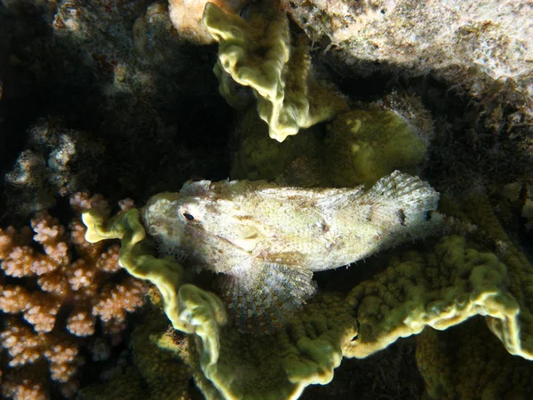 Tassled scorpionfish i koral — Zdjęcie stockowe