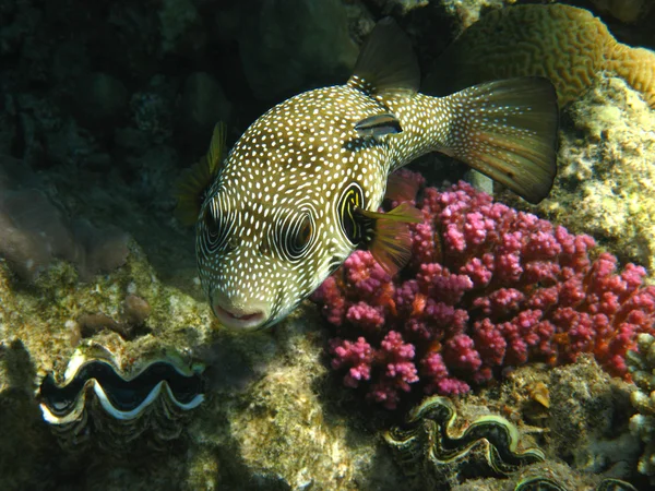 White-spotted puffer — Stock Photo, Image