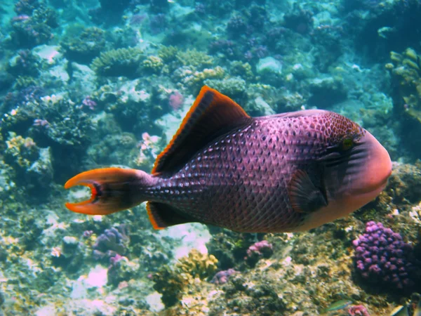 Peixes-gatilho de margem amarela — Fotografia de Stock