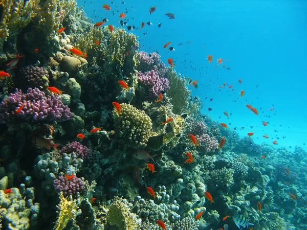Korallrev och tropiska fiskar — Stockfoto