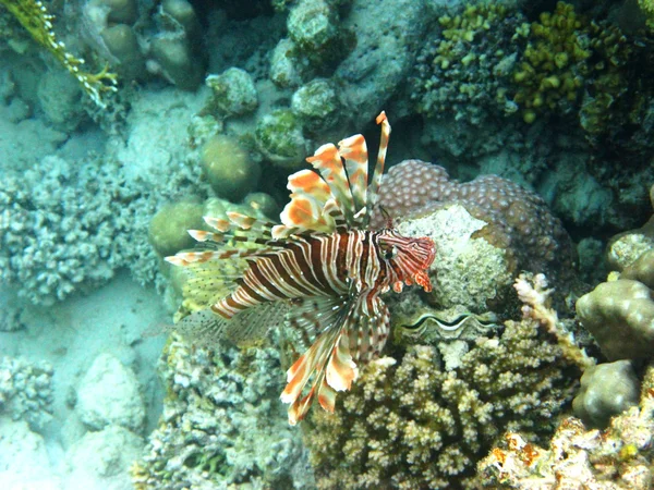 Pesce leone rosso e barriera corallina — Foto Stock