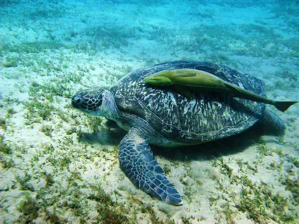 Turtle and suckerfish — Stock Photo, Image
