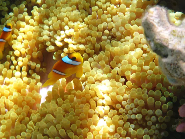 stock image Sea anemones and two-banded clownfish