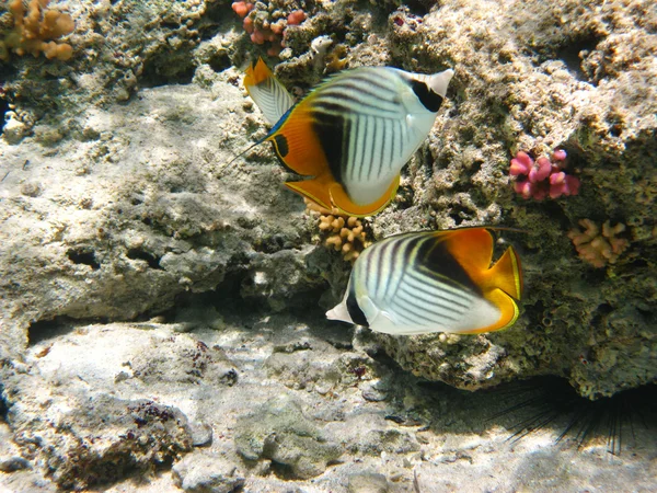Fadenflossen-Falterfische Stockbild